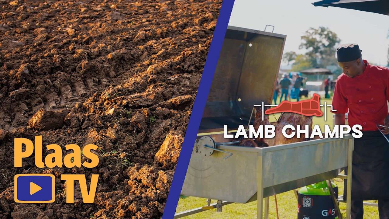 Hoekom moet jy vir die 2026 Lamb Champs inskryf?