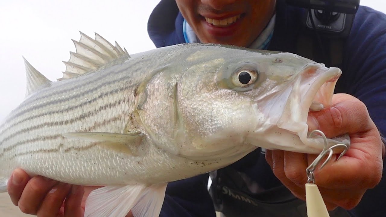 НОВАЯ ПРИМАНКА для полосатого окуня — Surffishing Struggle