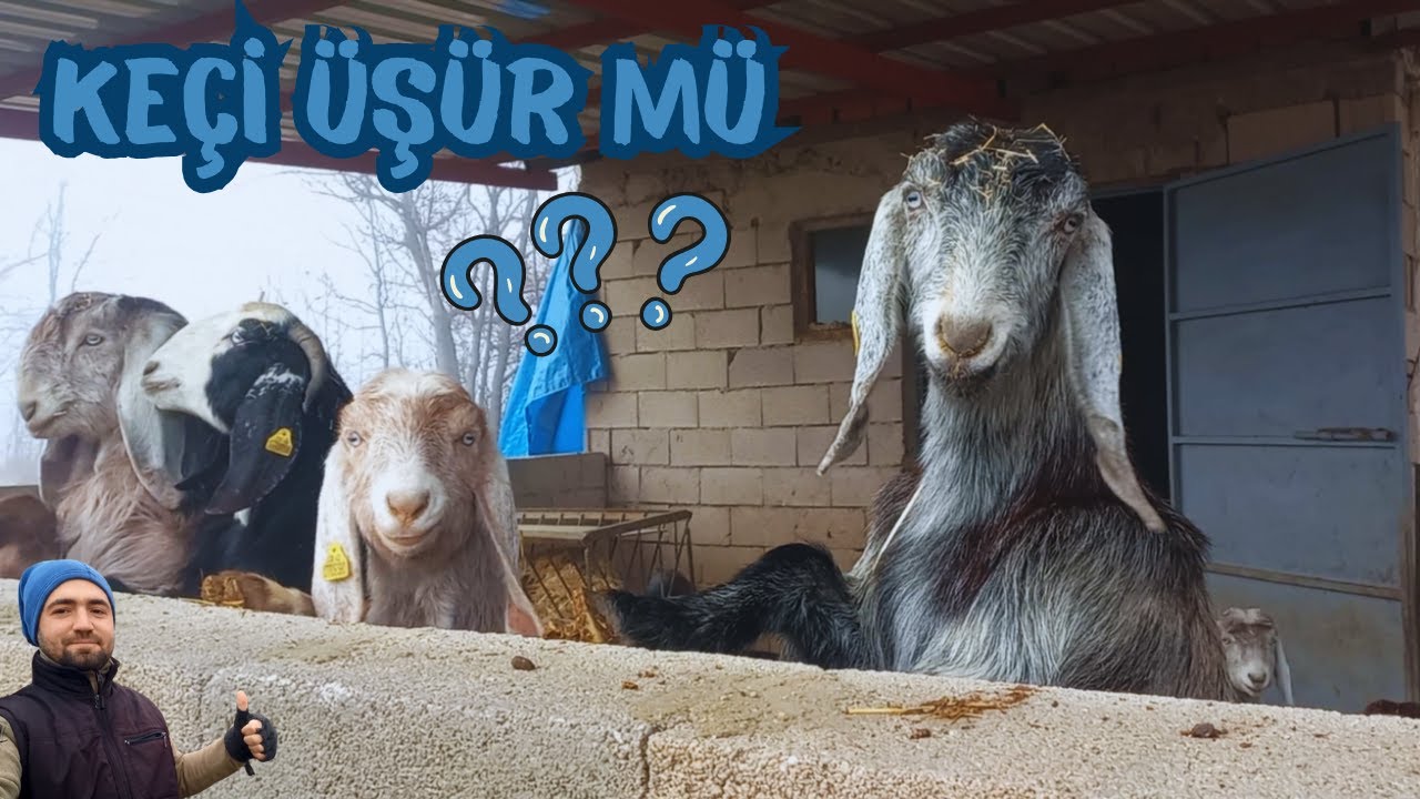 KEÇİ ÜŞÜR MÜ ? | Halep Keçisi Soğuğa Dayanıklı Mı ?