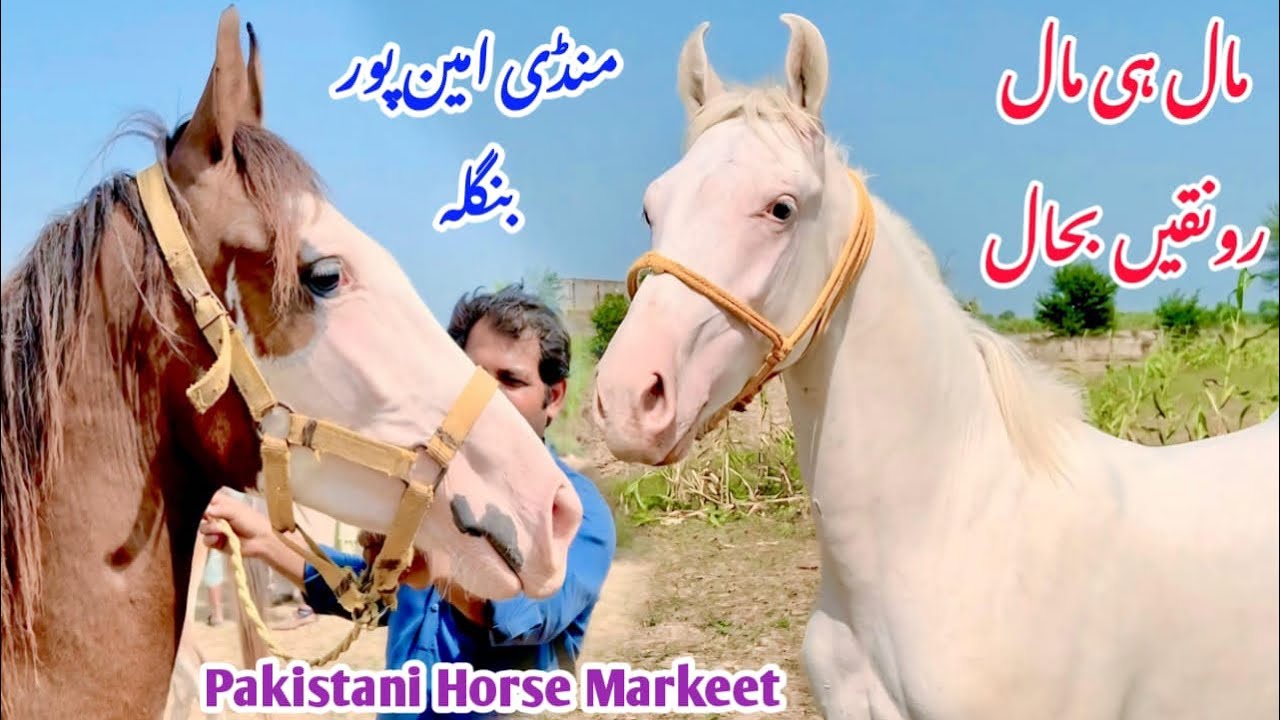Ghoda Mandi Aminpur Bangla 2025 | Desi Ghodian For Sale | Beautiful Pakistani Local Horse Breeds