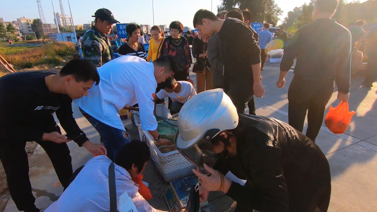 阿阳出海抓到虾群，拿到市场上就被包围抢光，立马通知同行去抓