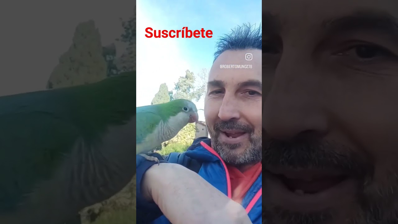 cotorra argentina salvaje en jard&iacute;n de viveros ,Valencia
