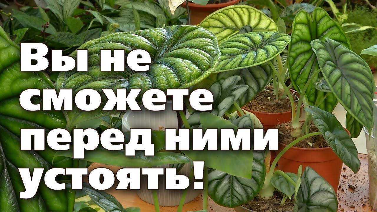 Алоказия Дракон и Шкура дракона. Секреты выращивания, пересадки, размножения