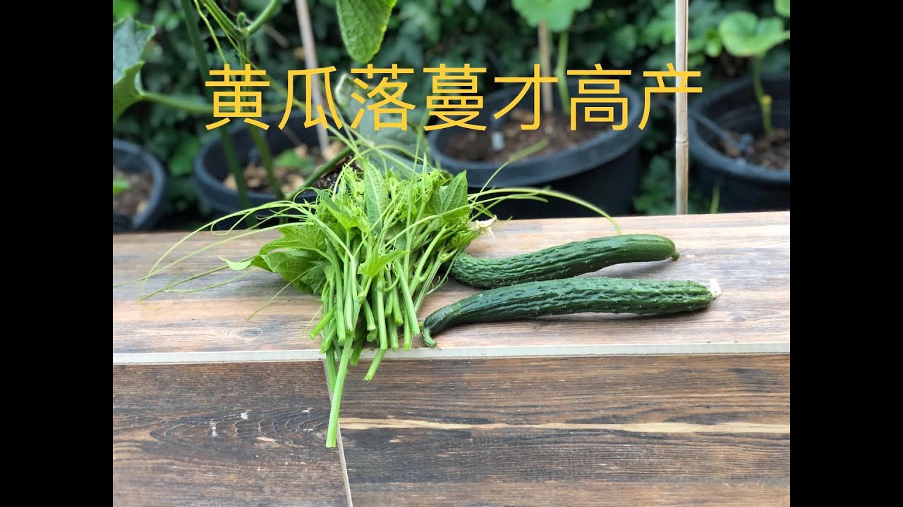 【种菜】黄瓜高产要落蔓 (How to get endless cucumber by drop it's vine)