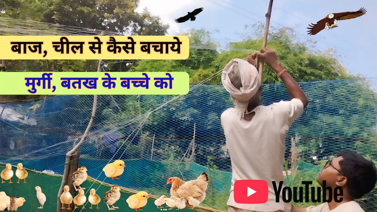  शिकारी पक्षी से सुरक्षा। chil baj se chujo ko kaise bachaye, chicks ko kese smbhale #ratawaagrofarm