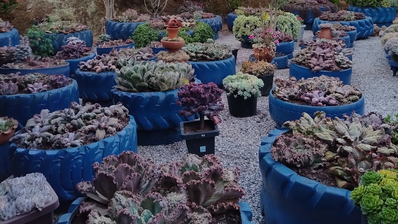 O que fazer com as suculentas após plantio no tempo, após sol e chuvas intensas dessa época 