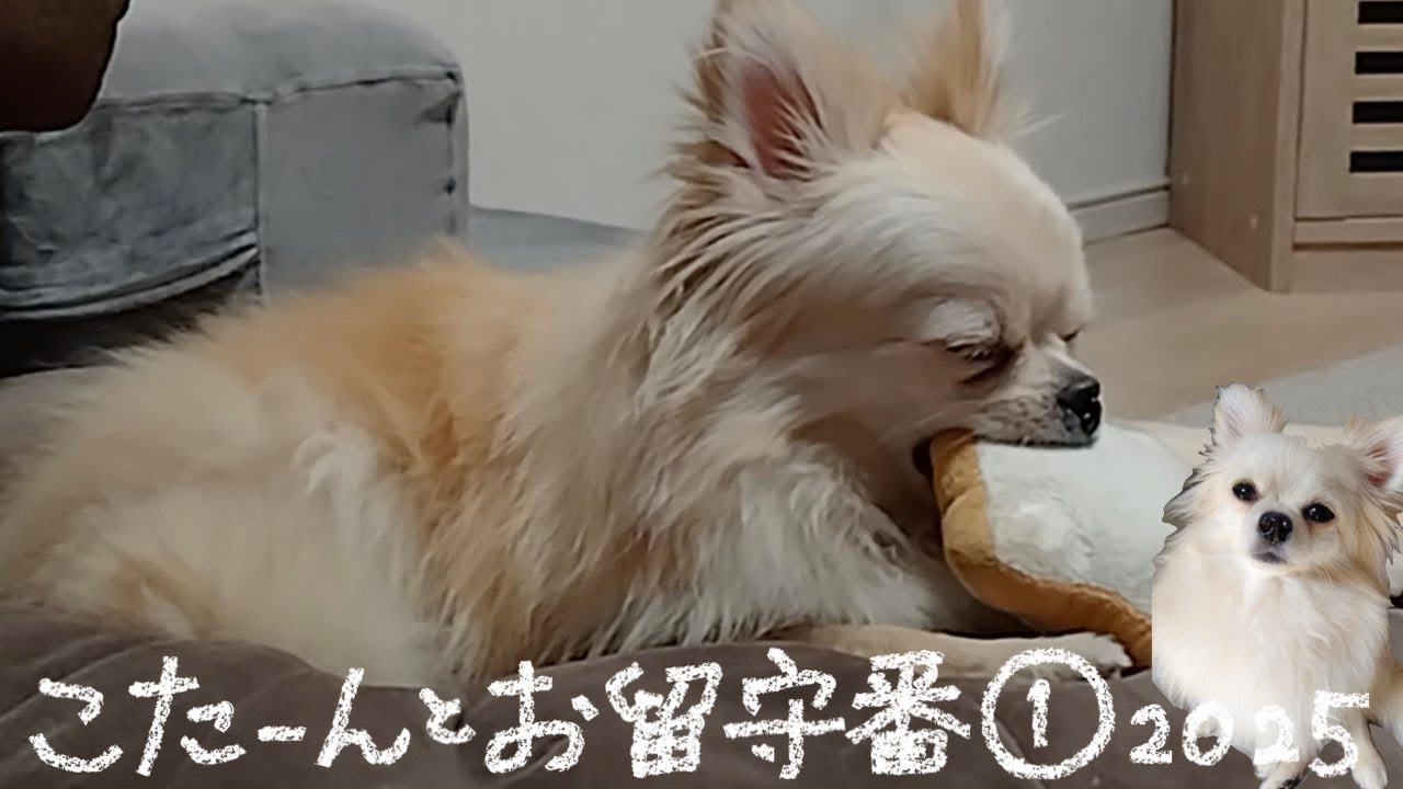 こたーんとお留守番 2025 ①