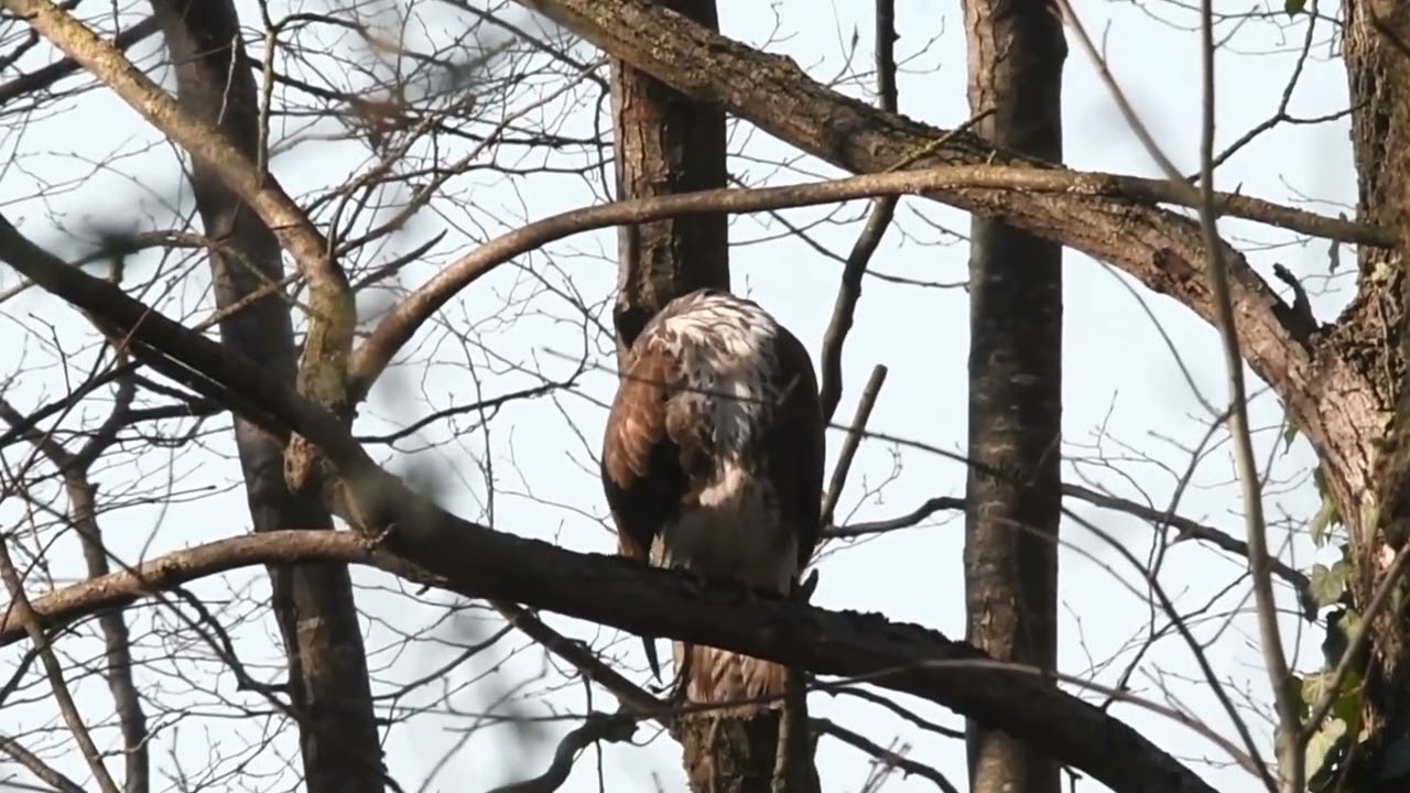 Poiana (Buteo buteo) - Pianura Padovana - Dicembre 2026