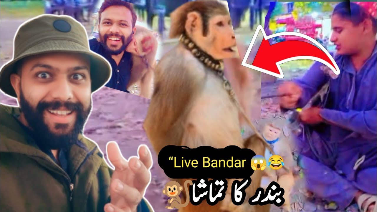 How To Make Fun With Monkey Talented Goat Vs Dog | Funny Video | Bakri Dog aur Bandar Ka Tamasha