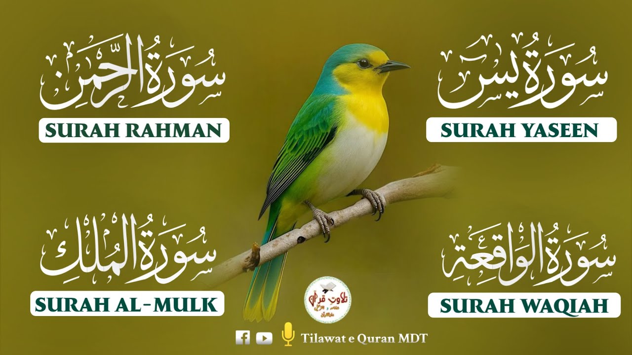 Divine Quran Recitation | Surah Waqiah, Rahman, Yasin & Mulk | الواقعة، الرحمن، يس، الملك