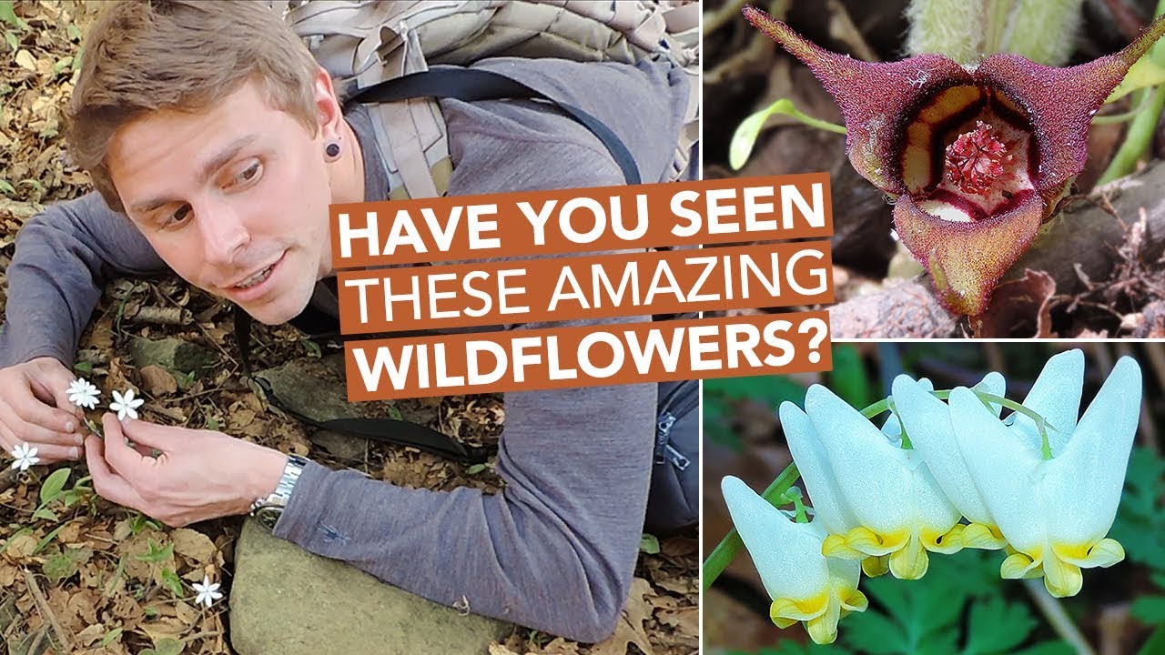 Have You Seen These Amazing Wildflowers?
