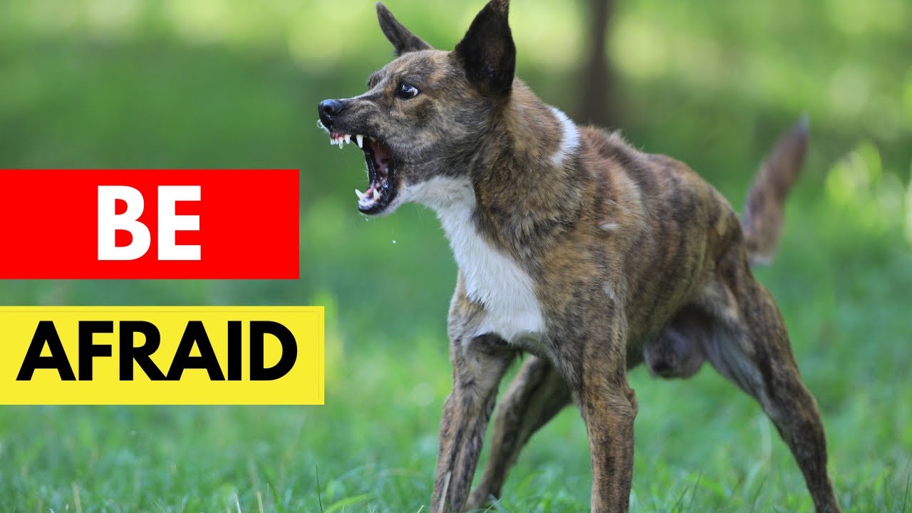 10 Most Fearless & Muscular Dog Breeds In The World #dogs #dog #dogbreeds #dogbreed #doglovers