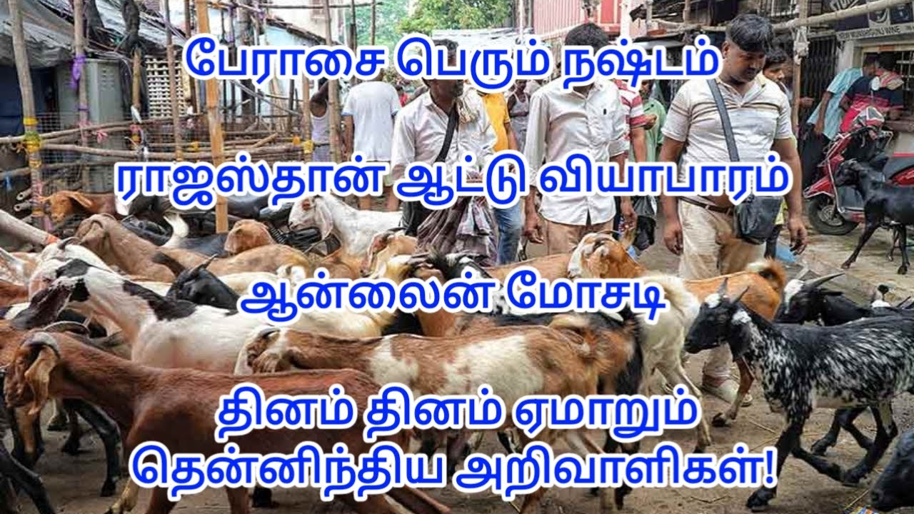 பேராசை பெரும் நஷ்டம், ராஜஸ்தான் ஆட்டு வியாபாரம் ஆன்லைன் மோசடி!