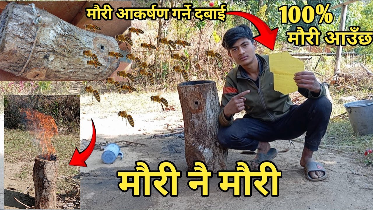 घार खोज्न आएका माहुरीलाई कसरी घारमा आकर्षित गर्ने । Bee Trap | मौरी पालन 😯