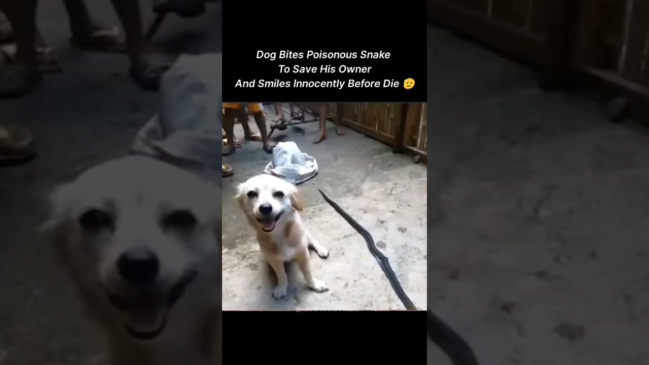 Dog Bites Poisonous Snake to Save his Owner and Smiles Innocently Before DIE