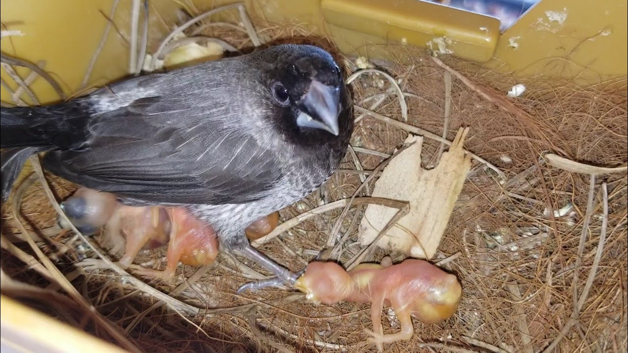 How to foster using society finches