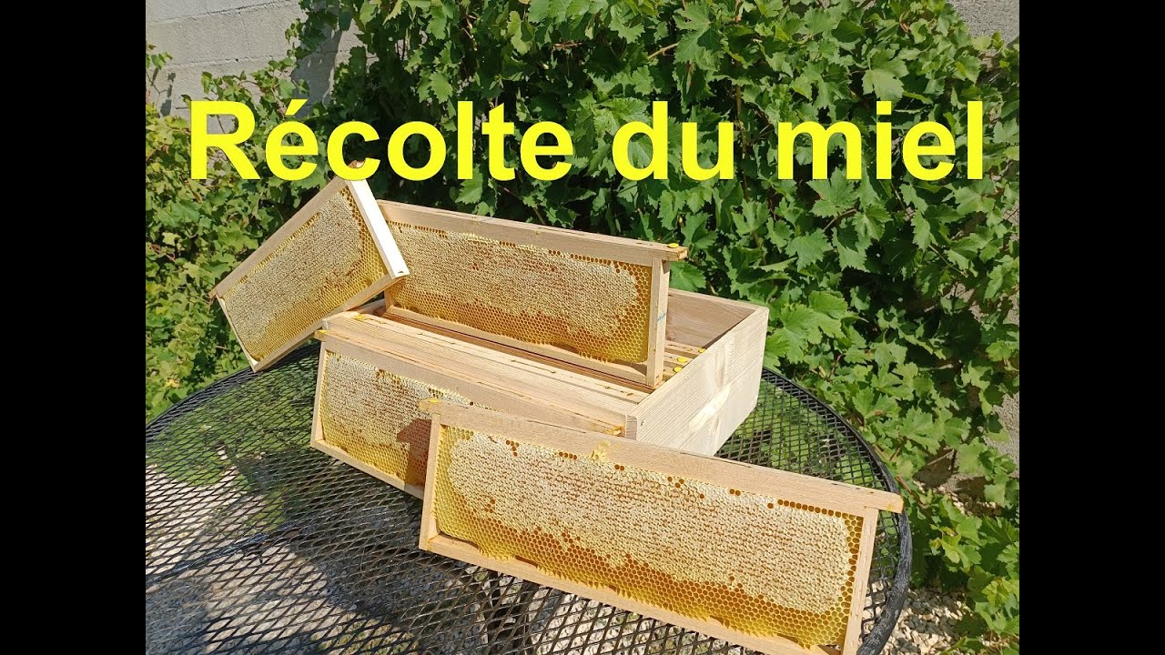 Ma première récolte de miel !!! (Partie 1)