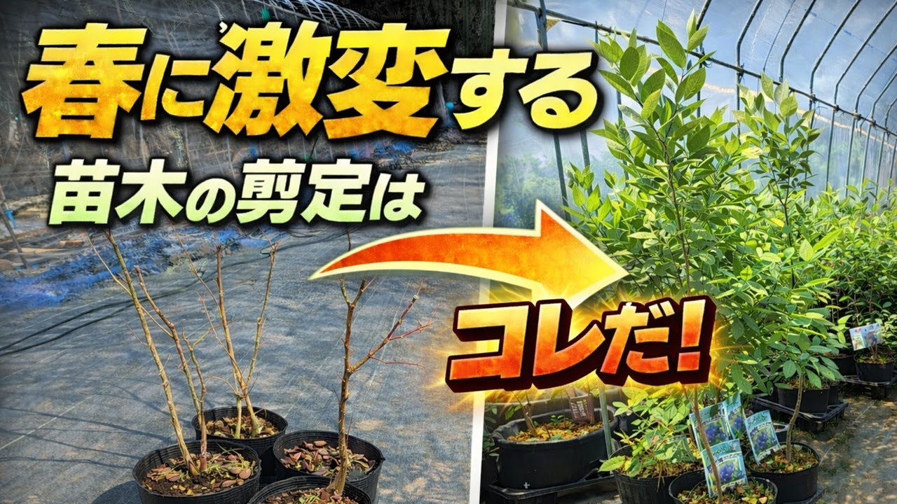【9割が間違える】ブルーベリー苗木の剪定｜成木と“決定的に違う”2つのポイント