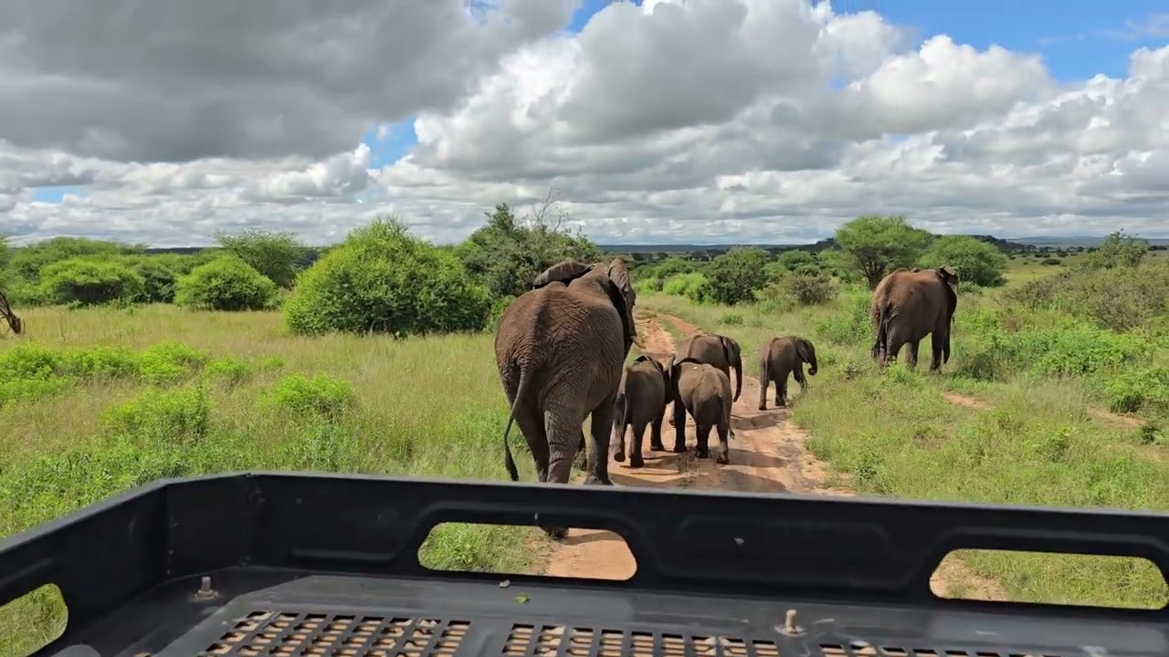 Bébés éléphant