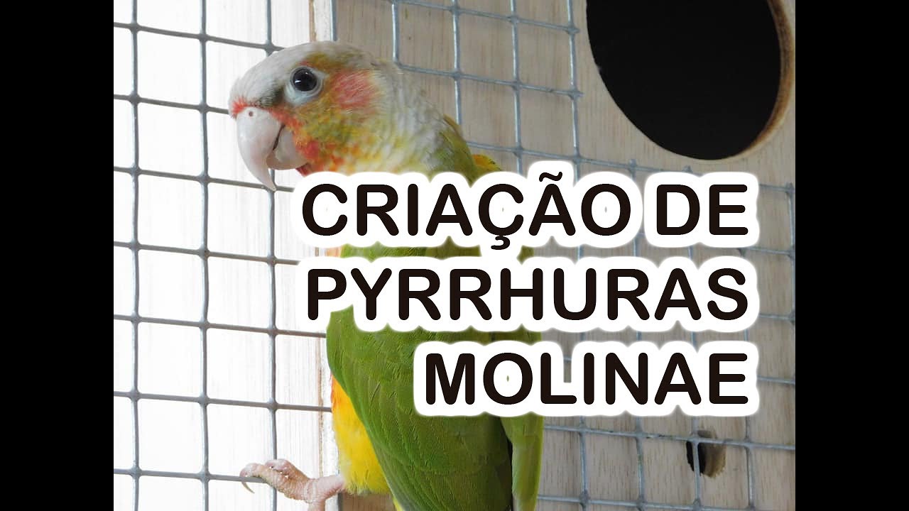 CRIAÇÃO DE PYRRHURAS MOLINAE - PlaceOfBirds
