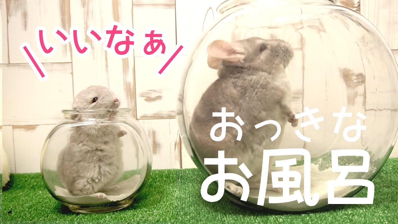 成長期のチンチラの赤ちゃんにおっきなお風呂をプレゼントしたら大喜び！！【チンチラ赤ちゃん日記　その23】Chinchilla's Baby Diary 23