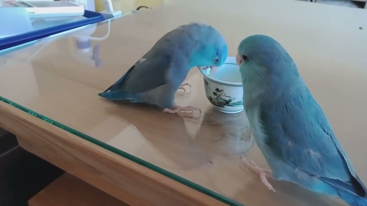 小倆口的遊戲，太平洋鸚鵡。The couple's game: Pacific parrots.