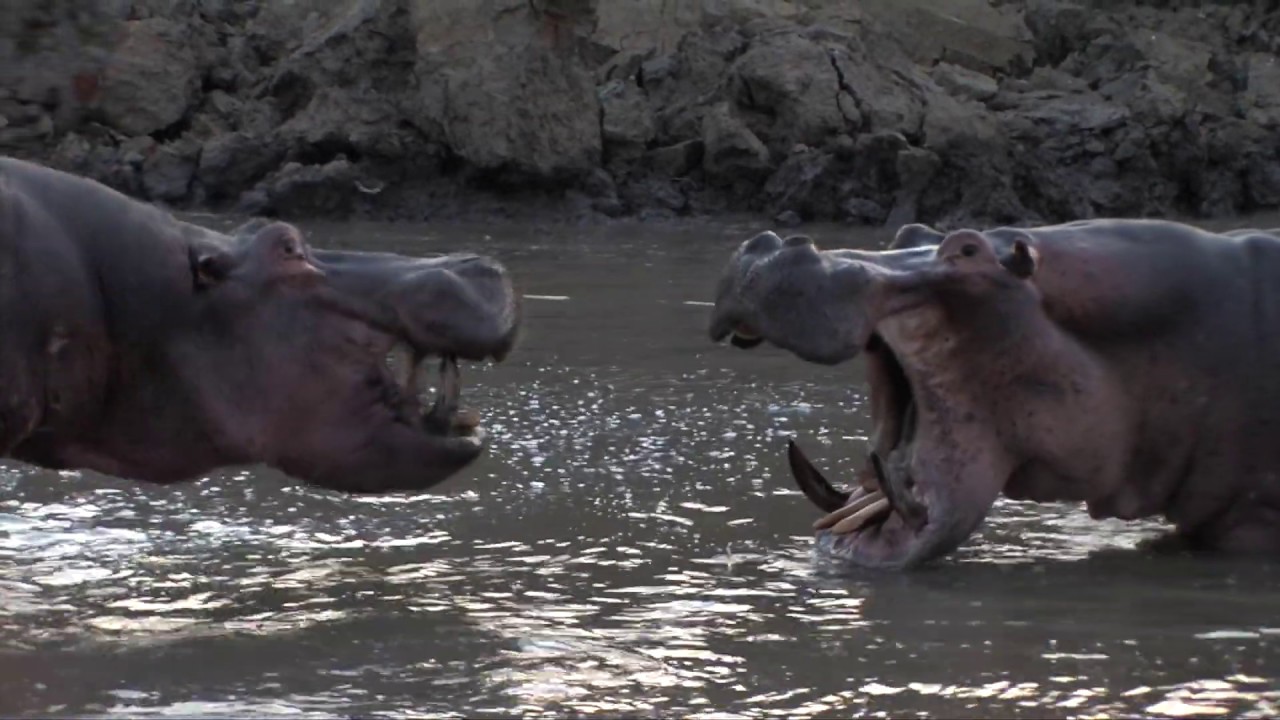 Angry and Grumpy Hippos - Turn up the sound