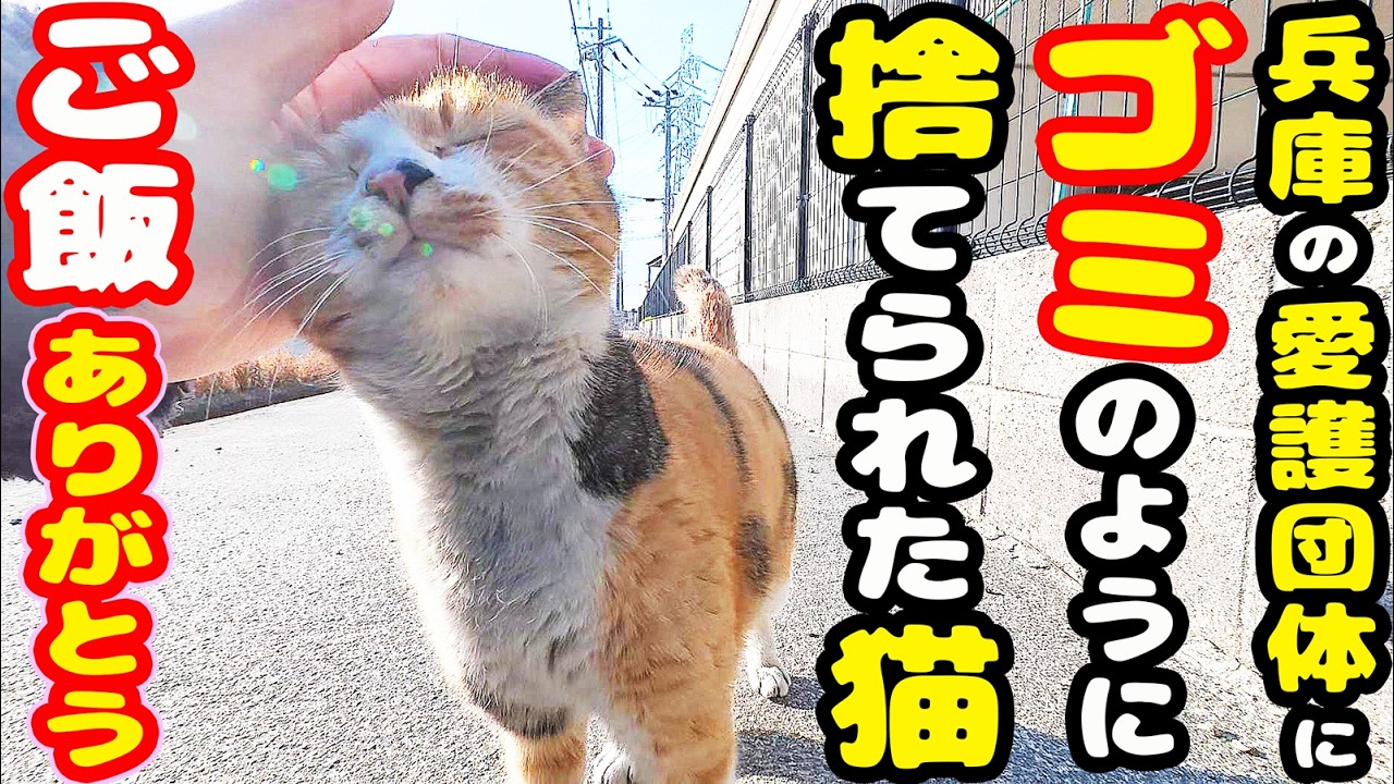 兵庫のとある愛護団体に捨てられた三毛猫にご飯あげると・・・ さくらねこへのエサやり【視聴だけでも猫を助けることになります】支援者様 視聴者様 猫たちに神のご加護を！野良猫の感動猫動画