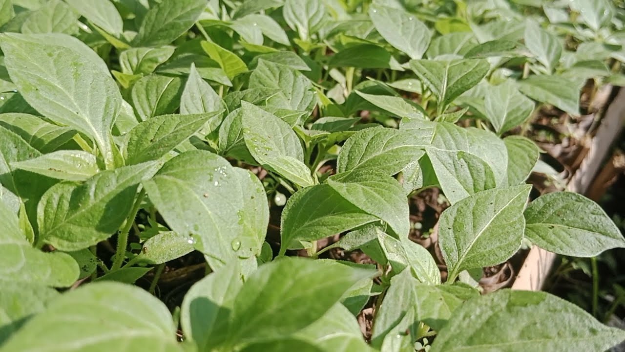 Tutorial Semai Benih Cabe Gendot + ramah lingkungan 😍🌱