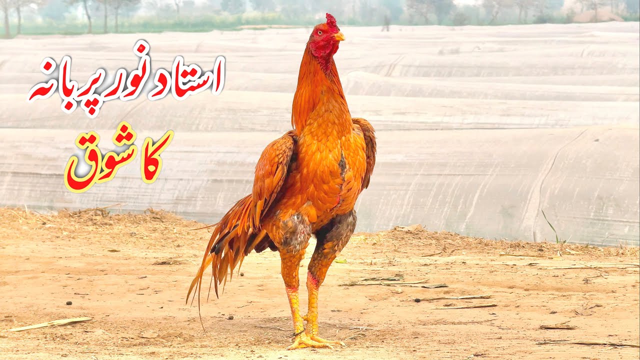 Ustad Noor Purbana k Aseel murgy