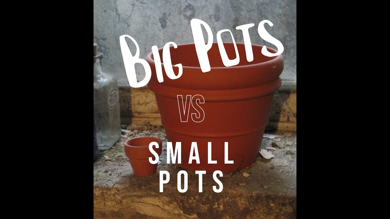 Does Plant Pot Size Really Matter?