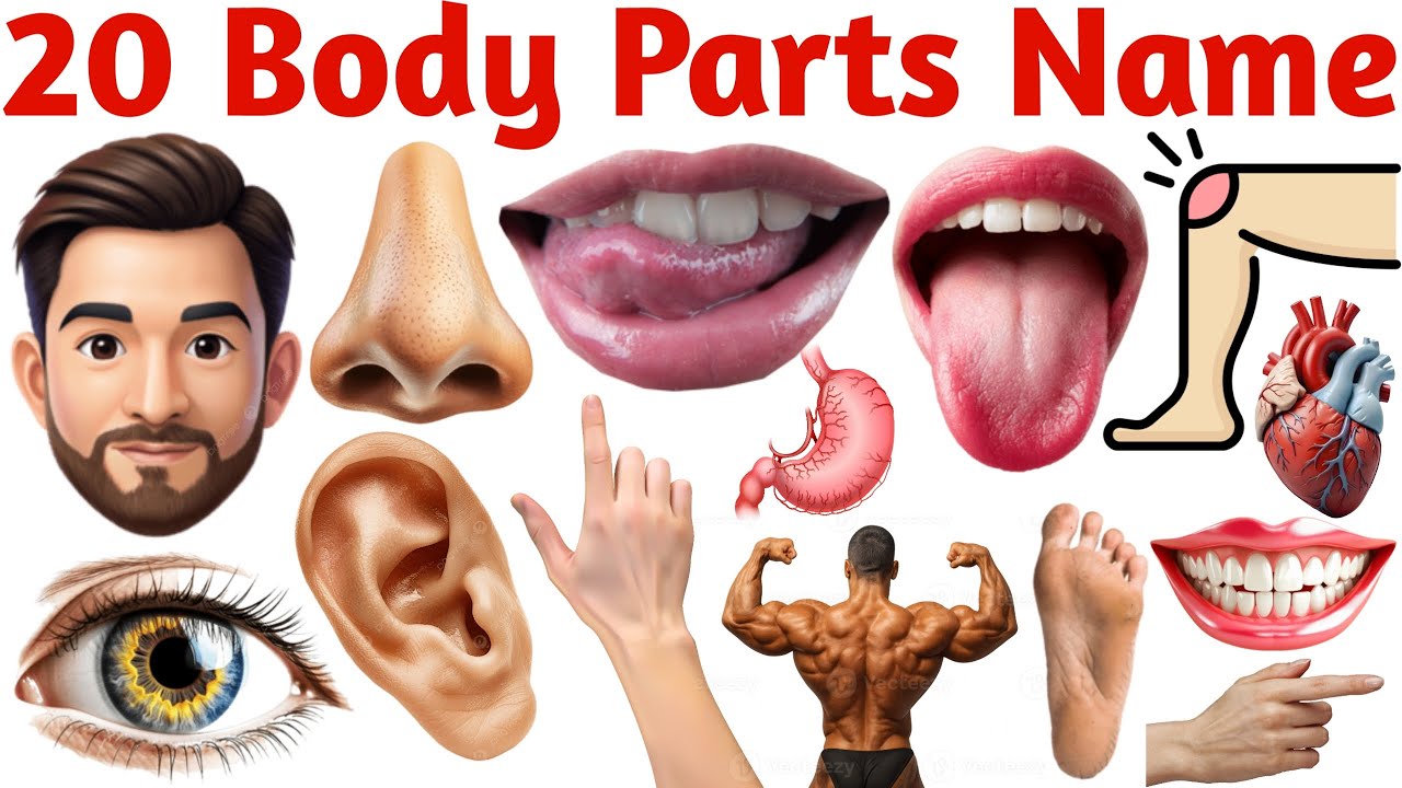 बच्चों के लिए 20 Body Parts Names | Learn Human Body Parts in English for Kids | Fun Learning