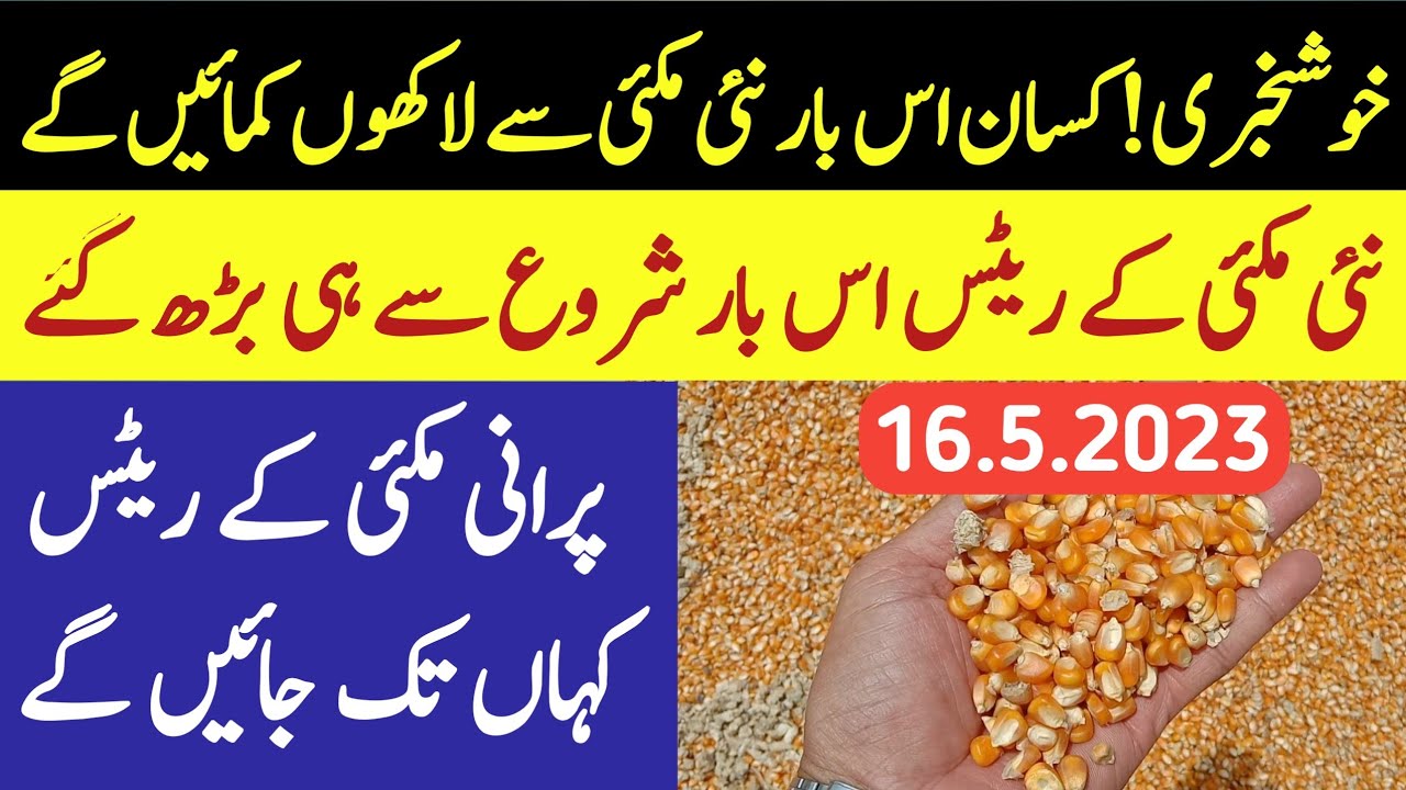 New corn Makki maize rate today Punjab 2023