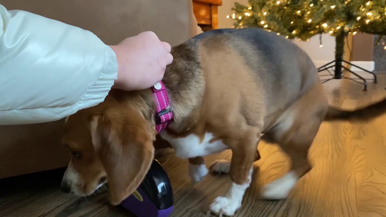 how to walk a dog draft, com 210 project 11
