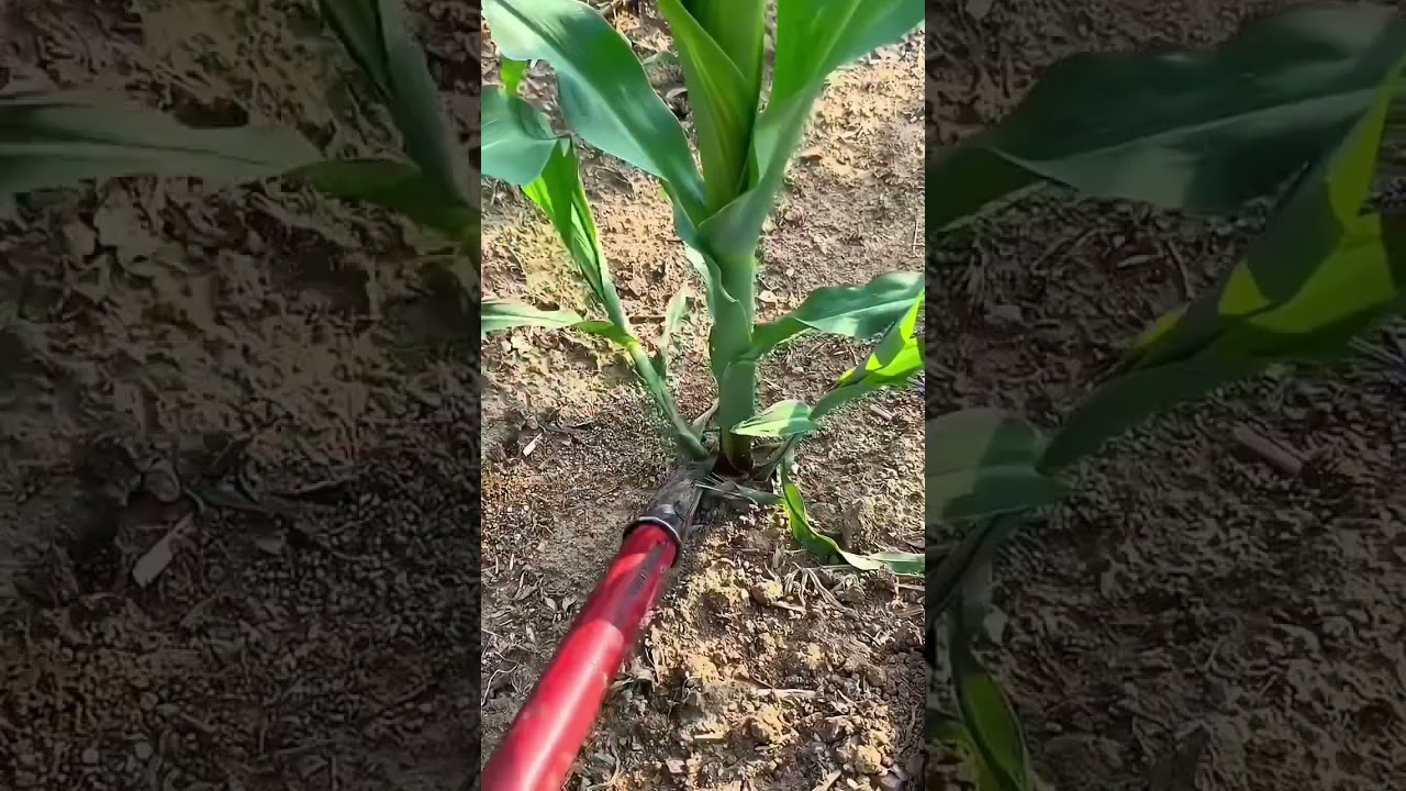 Maize Sucker Removal for Better Corn Growth | Corn Field Management