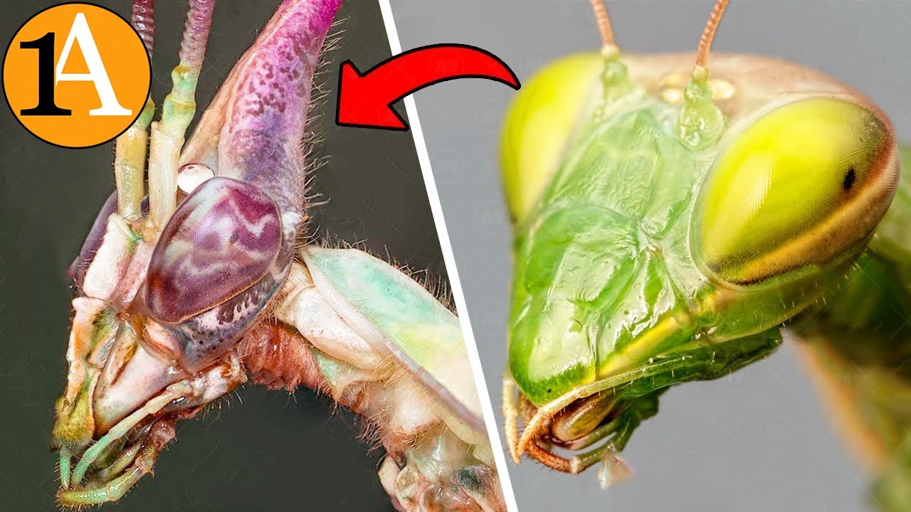 Warum verwandeln sich Gottesanbeterinnen in verschiedene Monster?