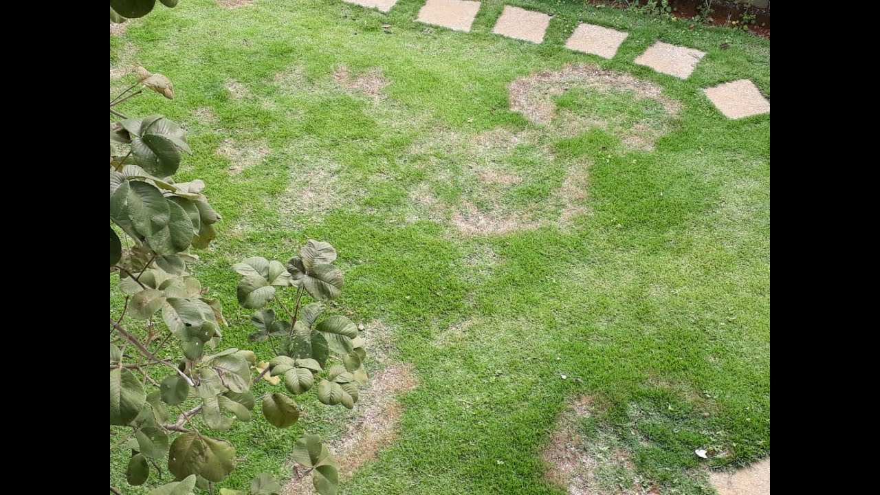 Grama esmeraldas doente? E agora?