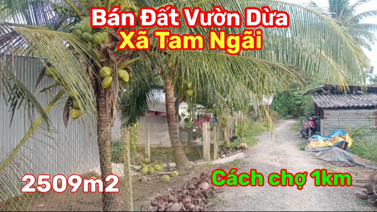 Thành Hiếu Nhà Đất Cầu Kè, Vĩnh Long. Bán Đất Vườn Dừa DT 2509m2. Giá 650 triệu. Xã Tam Ngãi