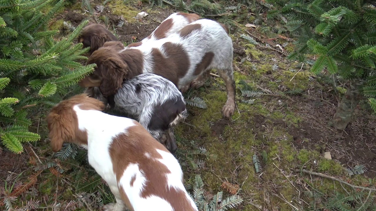 4 chiots keranlouan à l'arrêt en meute !