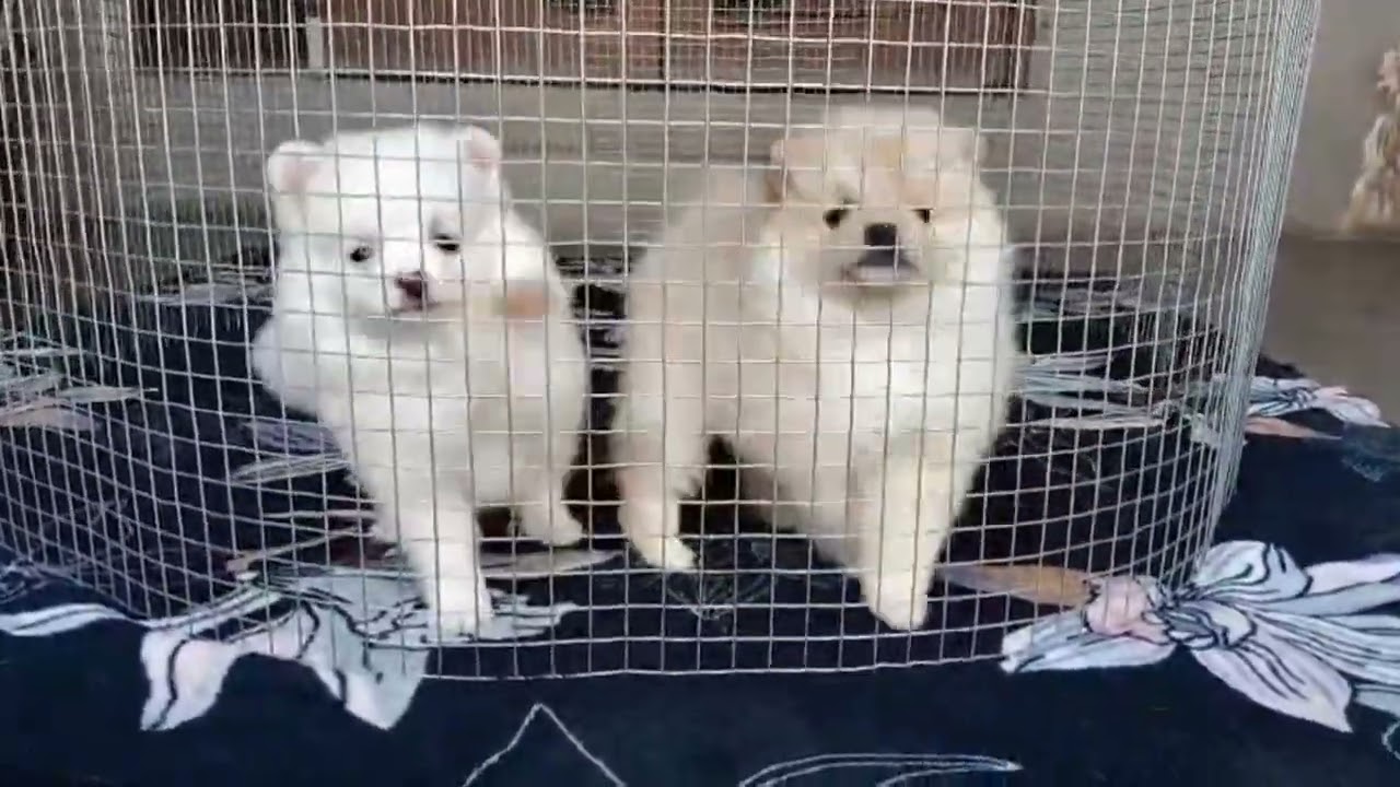 Toy Pom And Pomarian puppies॥ Top Quality puppies by Pets Zoo