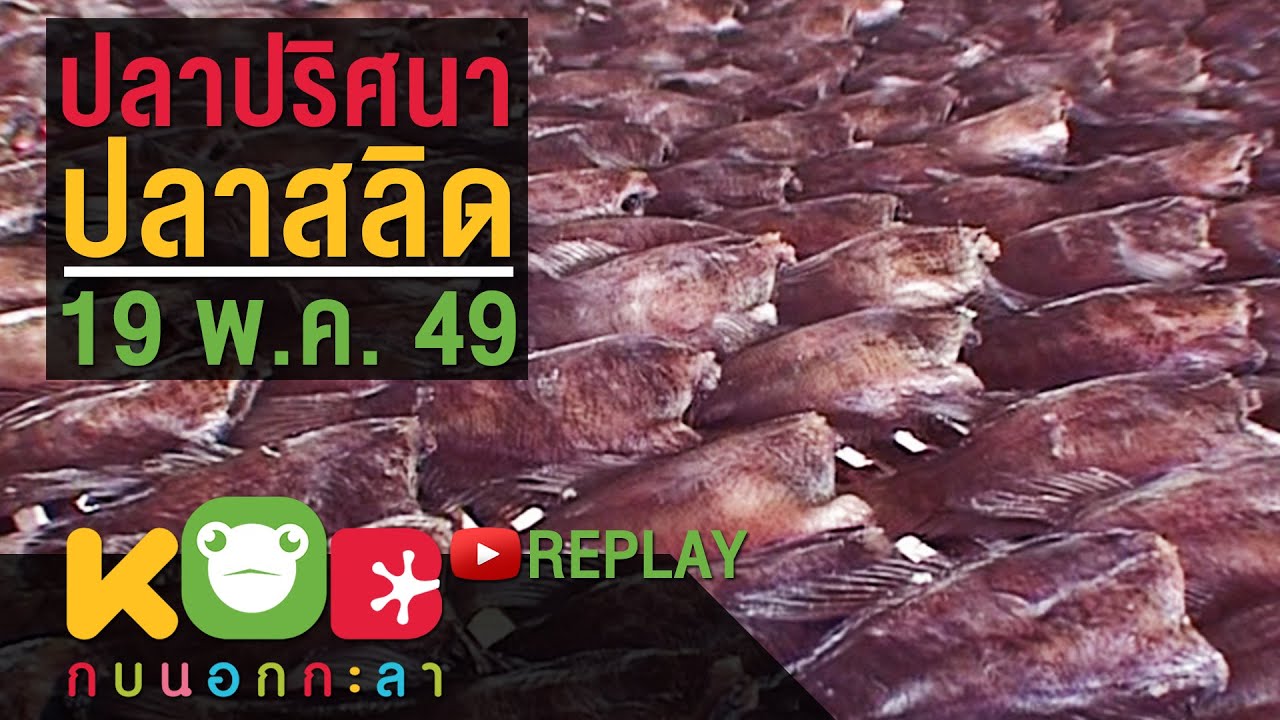 กบนอกกะลา REPLAY : ปลาปริศนา ปลาสลิด ช่วงที่ 1/4 (19 พ.ค.49)
