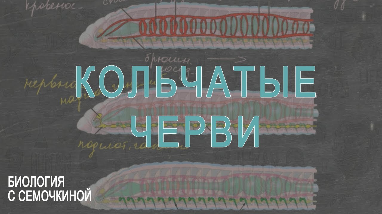 Кольчатые черви