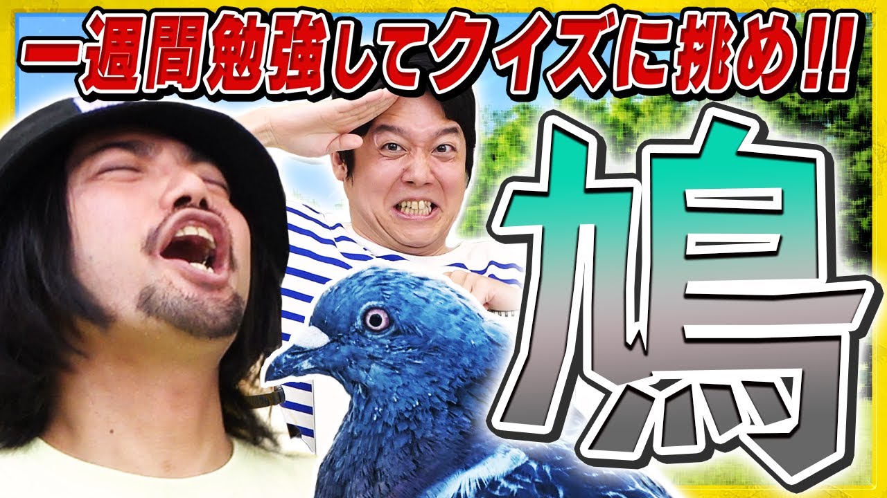 『ハト』の知識を一週間勉強してクイズに挑め！ハトクイズ！