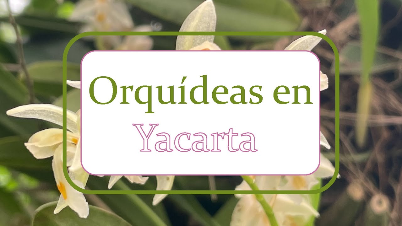 Orquídeas en Yakarta | Alma del bosque