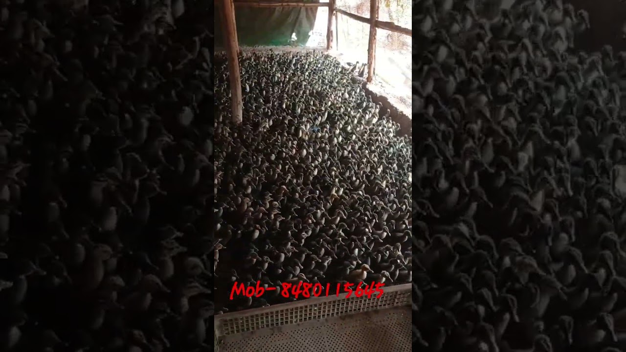 mob- 8480115645 duck chicks bataka chua #duck #farming #odisha #farmers