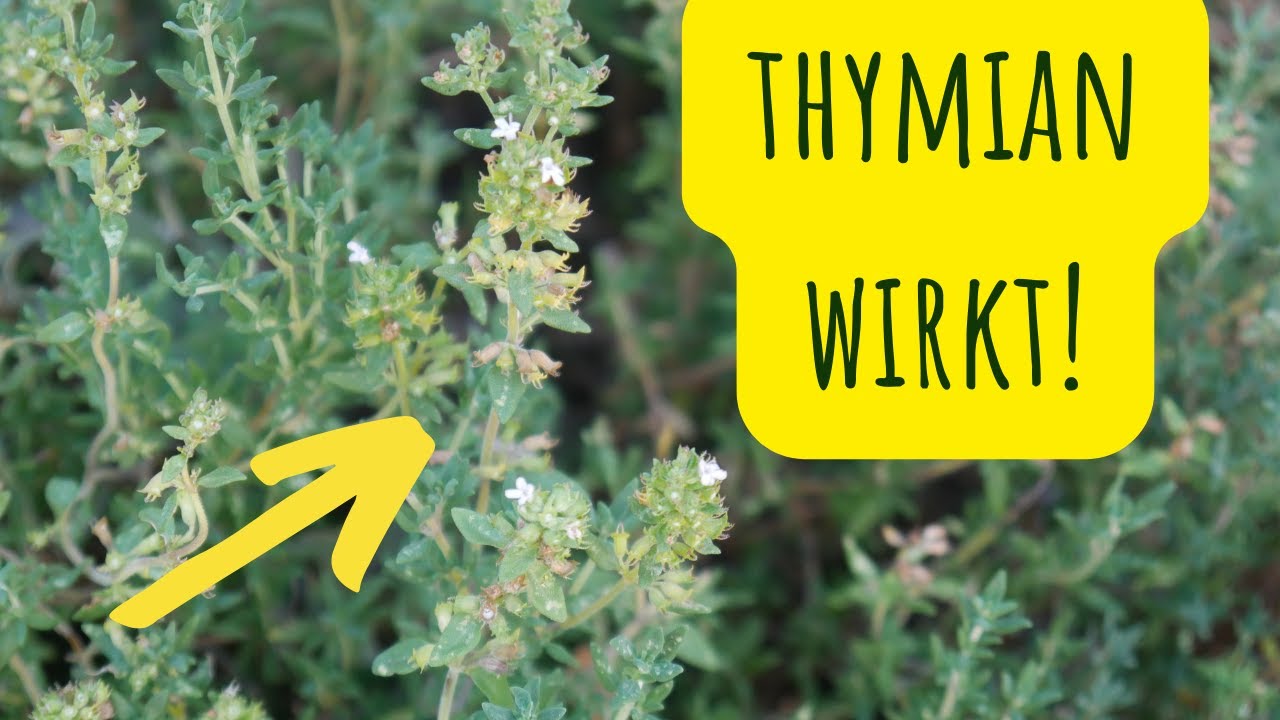 Thymian gehört in die Hausapotheke! Wirkung & Anwendung | Heilpflanze