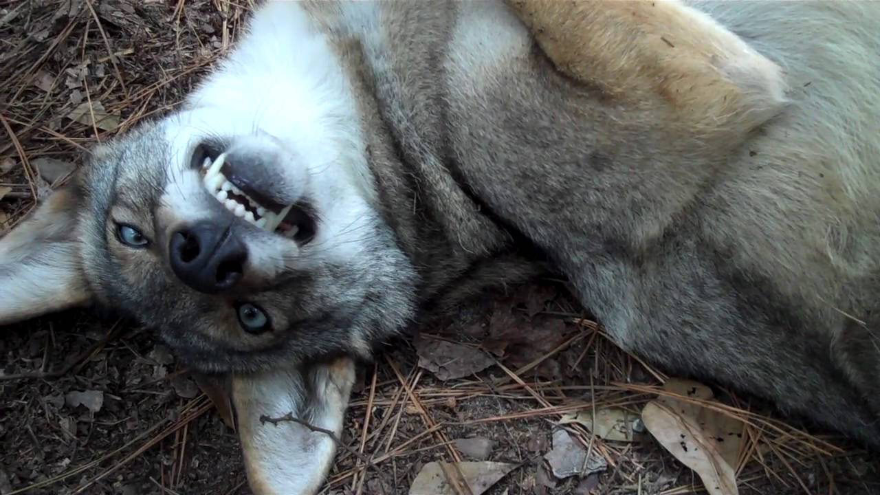 #090 - toothy grin