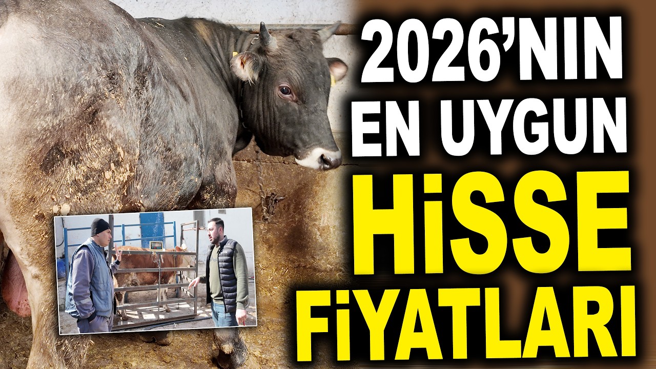 2026'nın En Uygun Hisse Fiyatları Bu &Ccedil;iftlikte / &Ccedil;eliker Besi &Ccedil;iftliği Ankara
