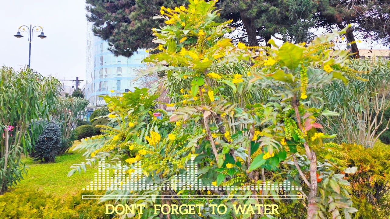 Ellena - Don't Forget To Water