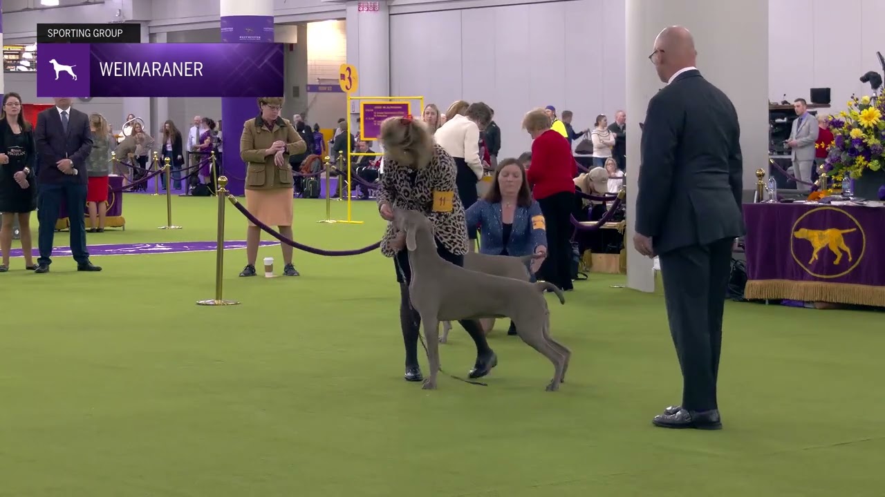 Weimaraner | Breed Judging 2025